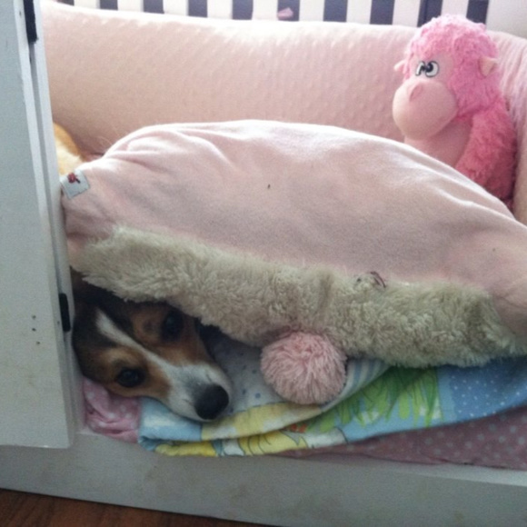 Meet your Posher, Hannah, Daisy, Rocky, Baxter(RIP) and Logan (RIP) - Picture 13 of 14